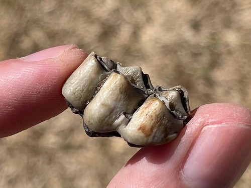 Florida fossil deer tooth - fossil,