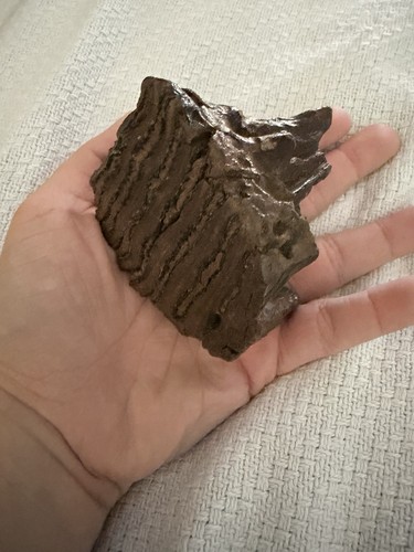 Juvenile mammoth tooth fossil - tooth,