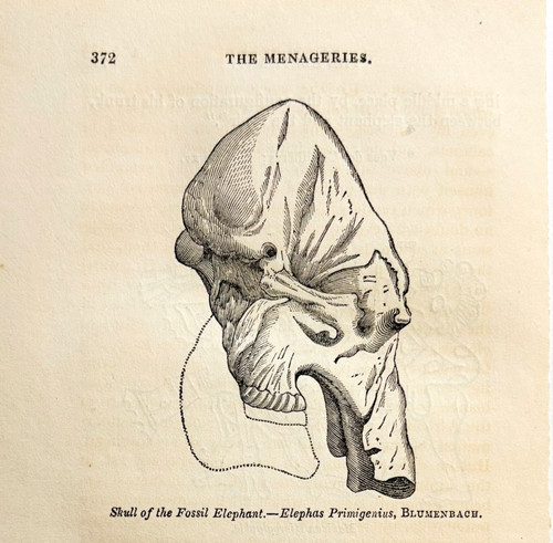 1831 skull woolly mammoth - of,